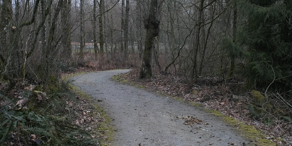 Quiet gravel path winding through mossy forest in early spring