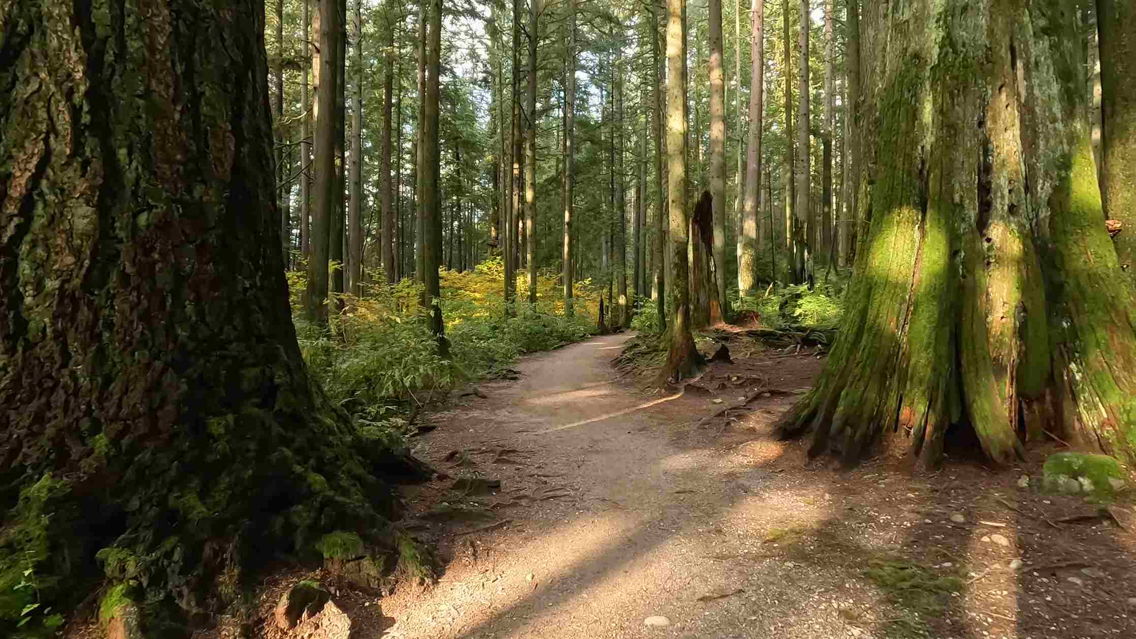 Shaded walking path winding through tall trees in Lower Seymour Conservation Reserve
