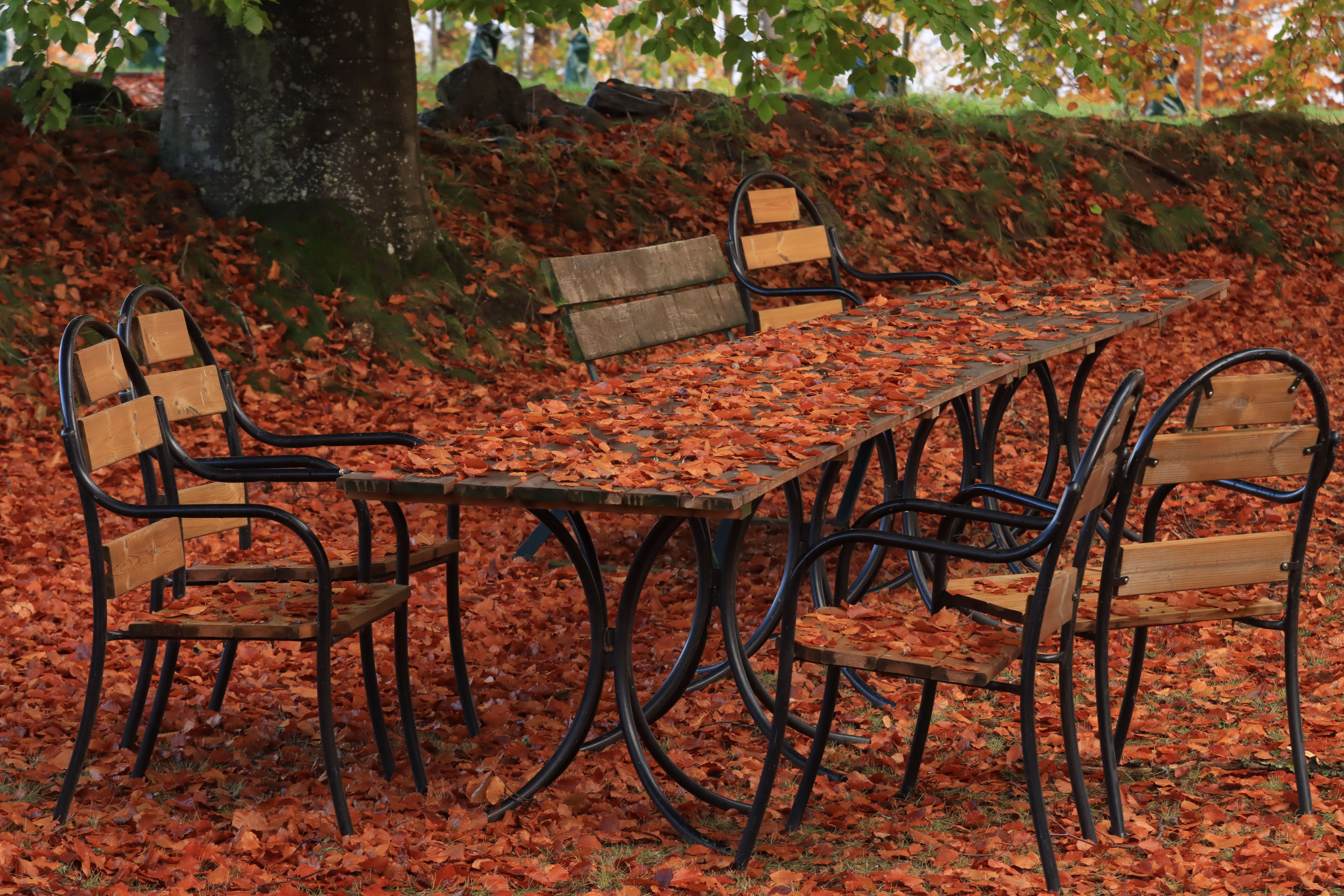 Wooden table and chairs covered in autumn leaves in an outdoor setting